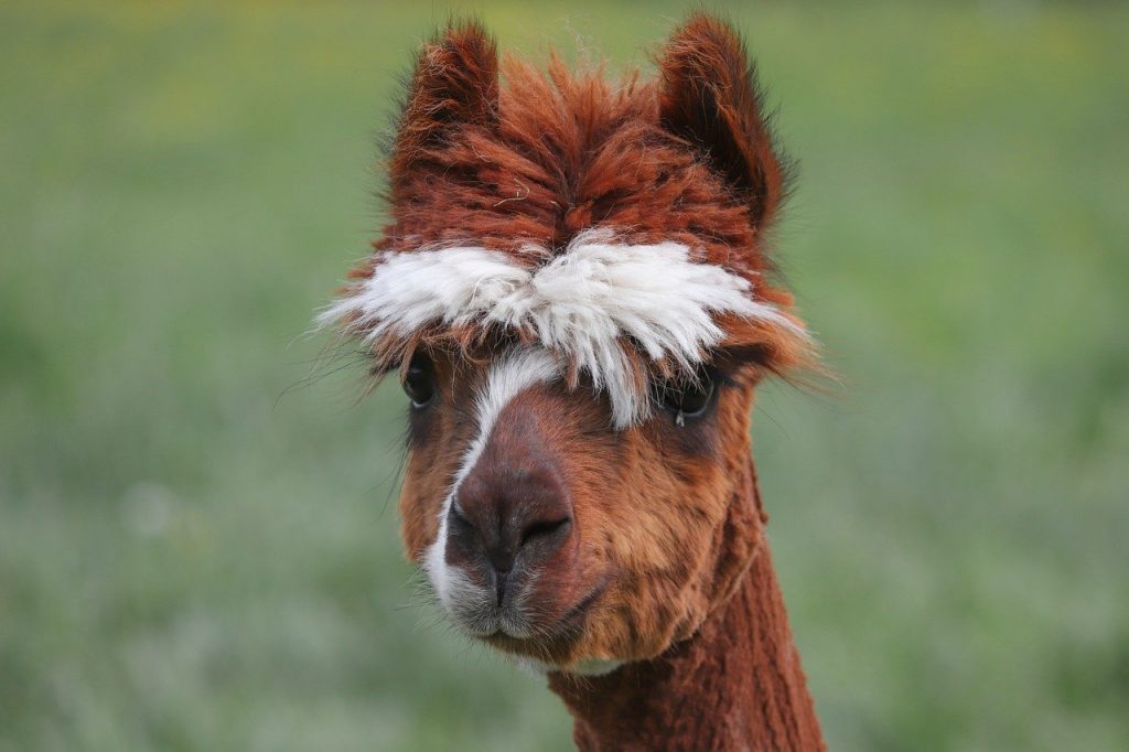 alpaca lama