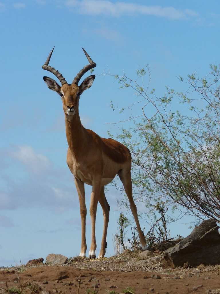 impala