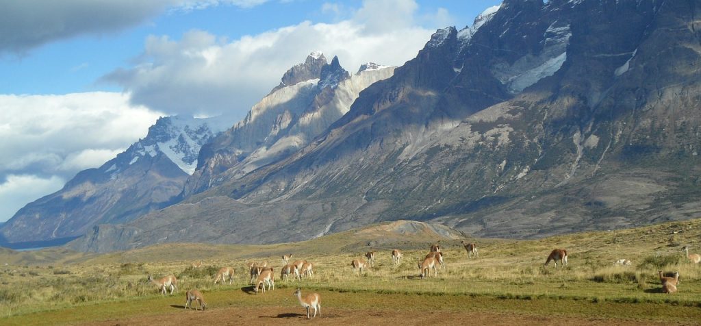 patagonia alpaca